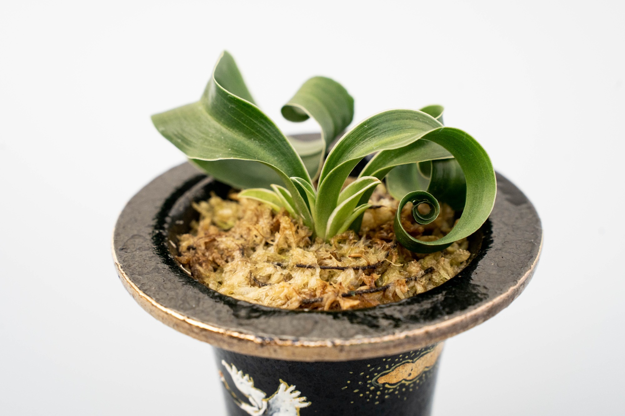 お祝いにおススメ！形に残る贈り物特集
